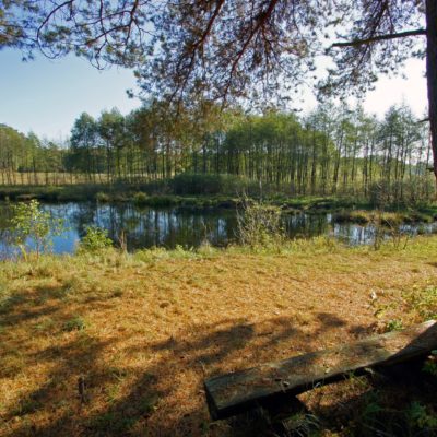 pierslawek-forest-trail