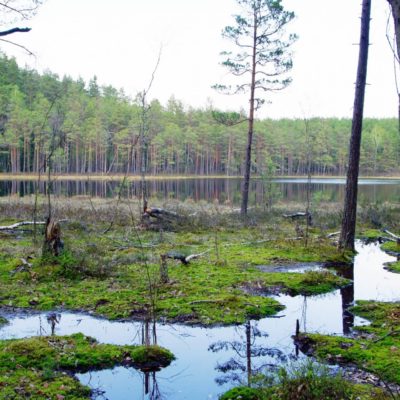 krolewska-sosna-reserve