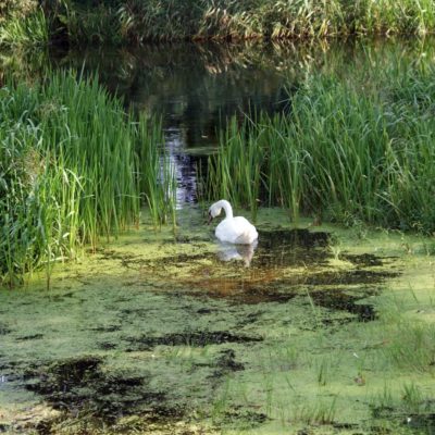 ukta-wies-nad-rzeka-krutynia